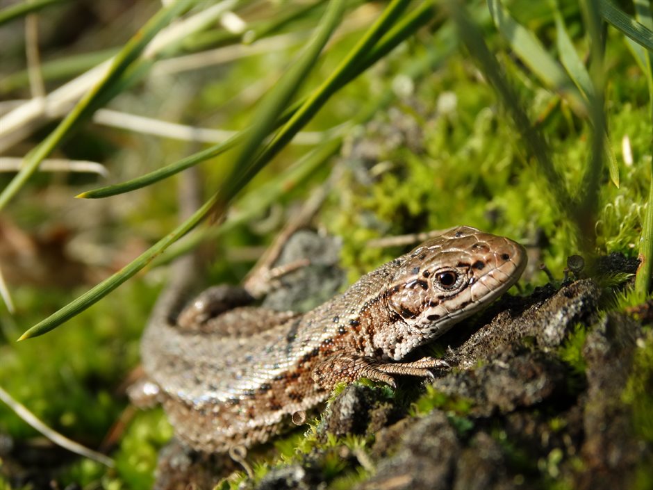 Close-up van een gevlekte hagedis die op een mosbedekte steen rust, tussen grassprieten