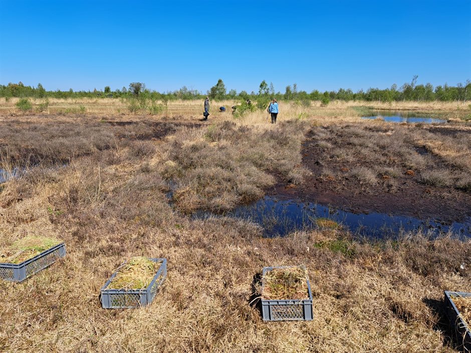 Mensen verzamelen veenmos in kratten op een uitgedroogd veld van hoogveen met droge plassen.